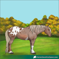 Horse Color:Chestnut Tobiano Appaloosa