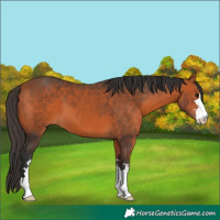 Horse Color:Bay 