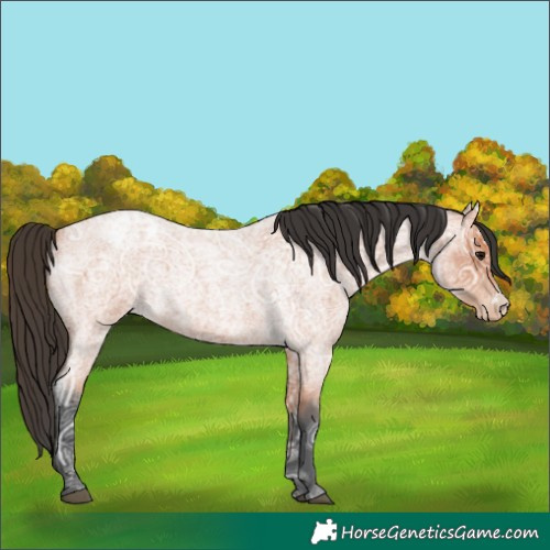 Horse Color:Bay Ice Roan Sabino Appaloosa Rabicano 