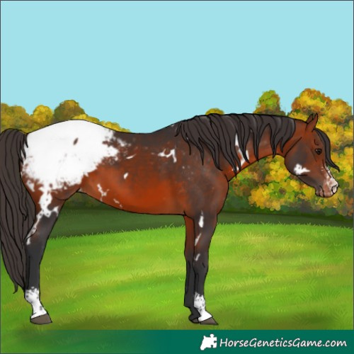 Horse Color:White Spotted Bay Sabino Snowcap 