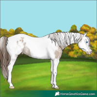 Horse Color:Classic Champagne Ice Sabino Splash Tobiano Blanket Rabicano 