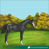 Horse Color:Black Appaloosa