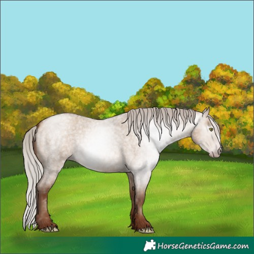 Horse Color:Gray Silver Sable Champagne Roan Dun 