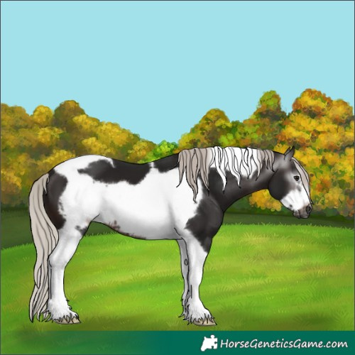 Horse Color:Gray Silver Brown Tobiano Frame 