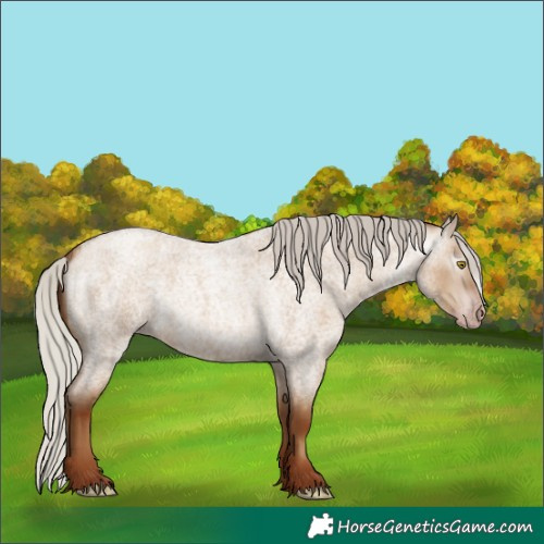 Horse Color:Gray Silver Classic Champagne Roan Dun Rabicano 