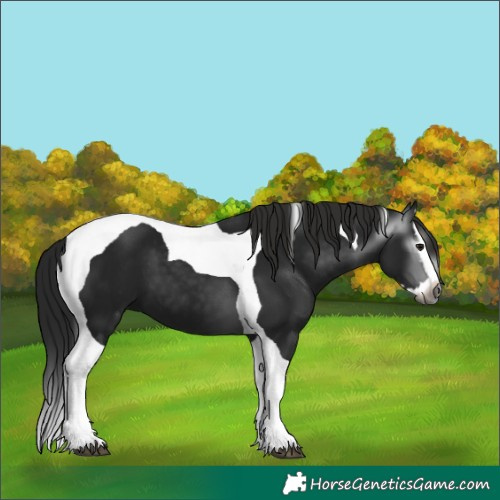 Horse Color:Gray Smoky Black Splash Tobiano 
