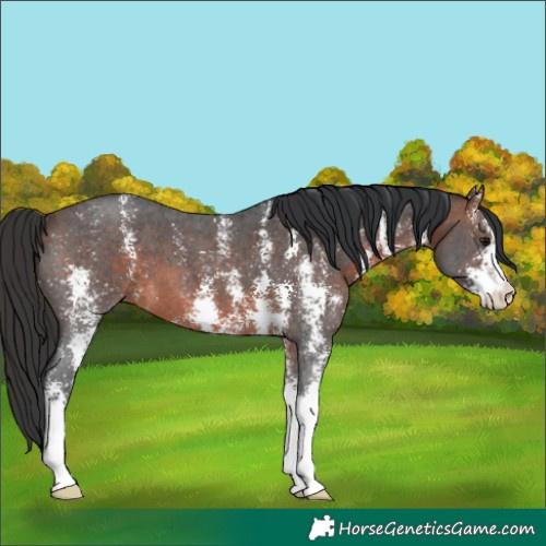 Horse Color:Brown Sabino 
