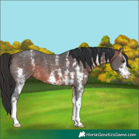 Horse Color:Brown Sabino 