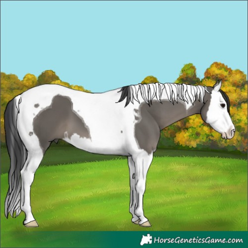 Horse Color:Grullo Splash Tobiano 