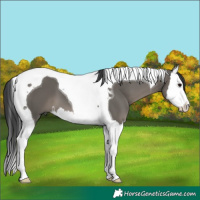 Horse Color:Grullo Splash Tobiano