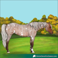 Horse Color:White Spotted Silver Brown Roan 