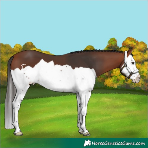 Horse Color:Bay Splash 
