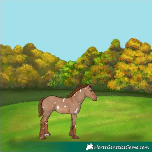 Horse Color:White Spotted Red Dun Rabicano 
