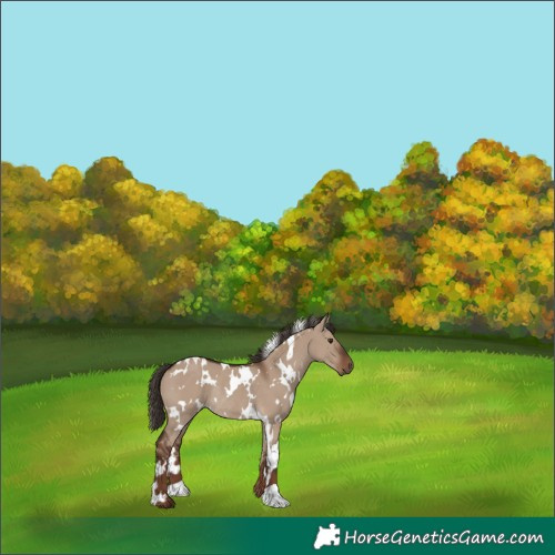 Horse Color:White Spotted Liver Red Dun Rabicano 