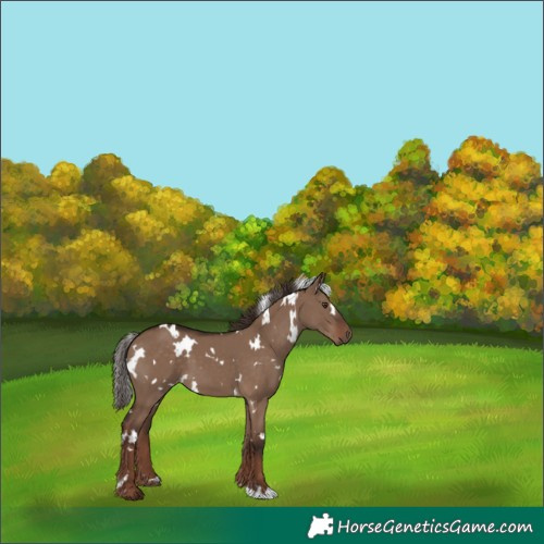 Horse Color:White Spotted Liver Red Dun 