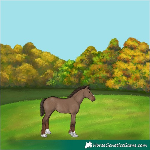 Horse Color:Liver Red Dun Rabicano 
