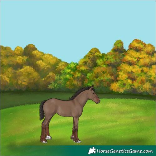 Horse Color:Liver Red Dun Rabicano 