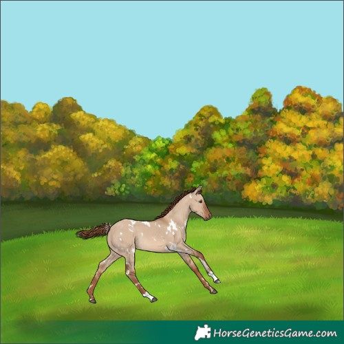 Horse Color:White Spotted Red Dun Rabicano 