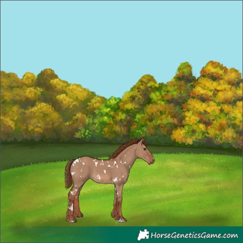 Horse Color:White Spotted Red Dun 