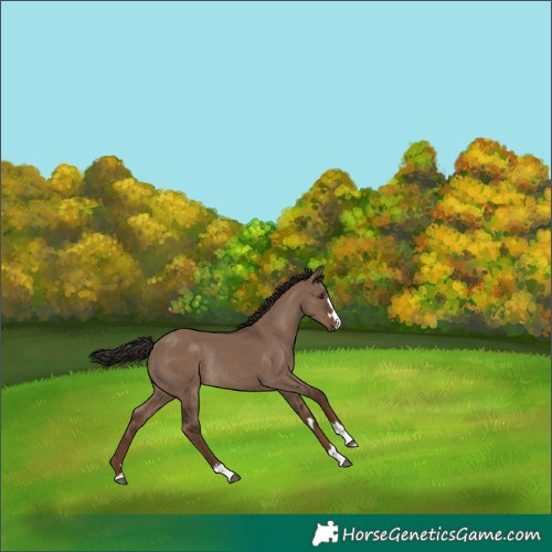 Horse Color:Liver Red Dun Rabicano 