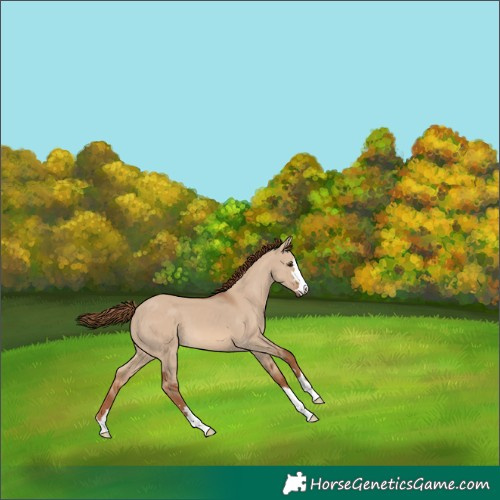 Horse Color:Red Dun 