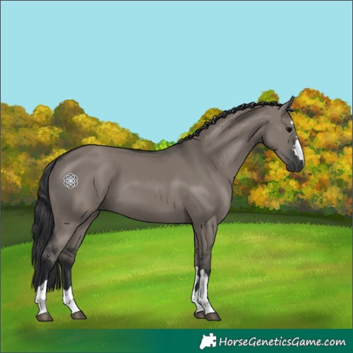 Horse Color:Grullo 