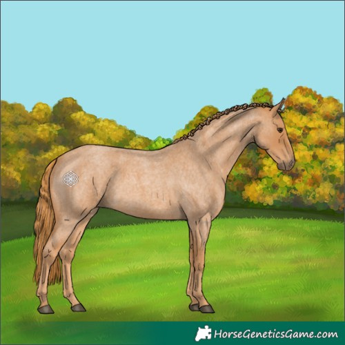 Horse Color:Red Roan 