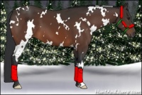 Horse Color:White Spotted Bay Frame