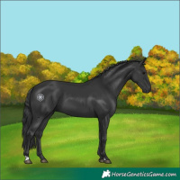 Horse Color:Black 