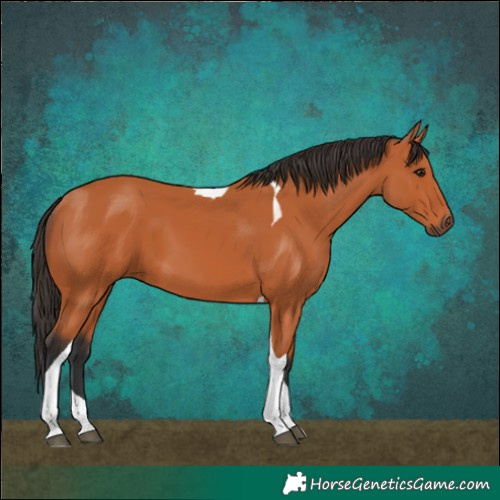 Horse Color:Bay Tobiano 