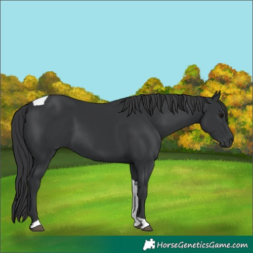 Horse Color:Black Tobiano 