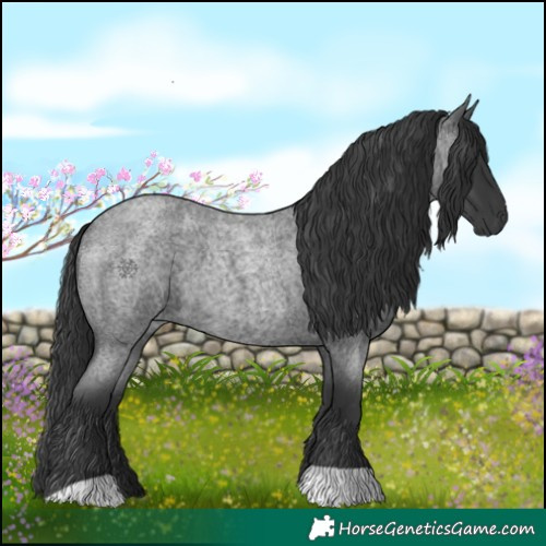 Horse Color:Blue Roan 