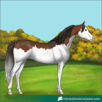 Horse Color:Bay Splash 