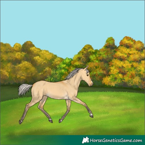 Horse Color:Silver Buckskin Dun 
