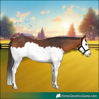 Horse Color:Bay Splash 