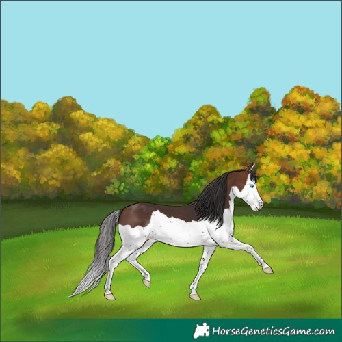 Horse Color:Brown Splash