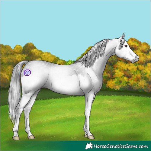Horse Color:Gray Brown Splash 