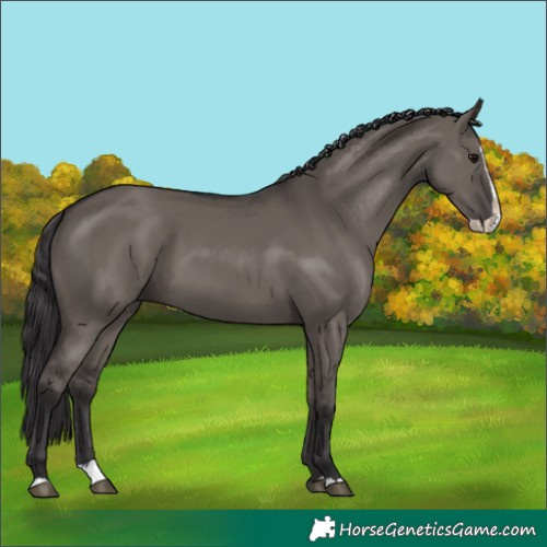 Horse Color:Smoky Grullo Splash