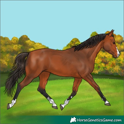 Horse Color:Bay 