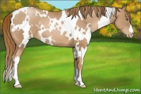 Horse Color:White Spotted Chestnut Pearl
