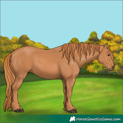 Horse Color:Chestnut 