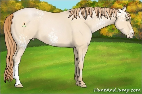 Horse Color:White Spotted Buckskin Pearl 