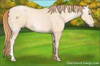 Horse Color:White Spotted Buckskin Pearl 