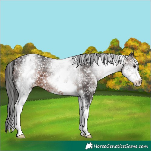 Horse Color:White Spotted Brown Appaloosa 