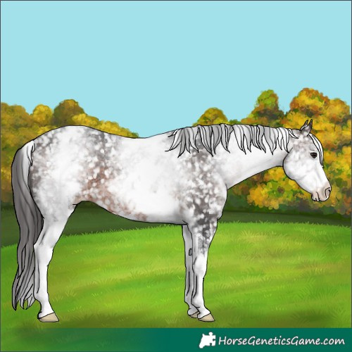 Horse Color:White Spotted Brown Appaloosa 