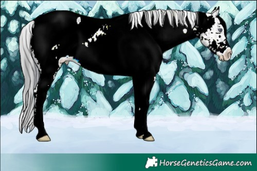 Horse Color:Plaid  White Spotted Brown Chinchilla Appaloosa 