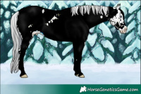 Horse Color:Plaid White Spotted Brown Chinchilla Appaloosa