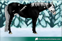 Horse Color:Plaid White Spotted Brown Chinchilla Appaloosa