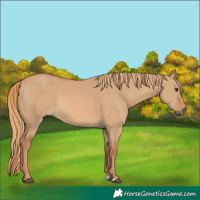 Horse Color:Red Dun 