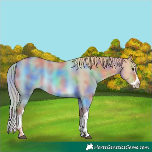 Horse Color:Nacre White Spotted Red Dun Splash